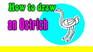 How to draw an Ostrich for kids
