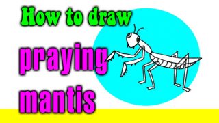 How to draw a Praying Mantis kids