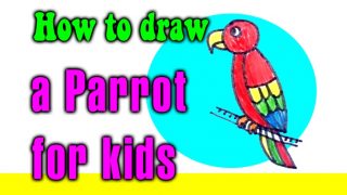 How to draw a Parrot for kids