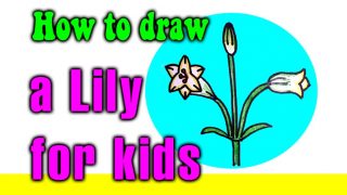How to draw a Lily for kids