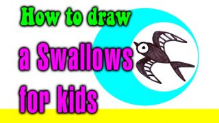 How to draw a Swallows for kids